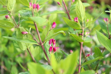 Çiçek tomurcuklarıyla kaplı bal emme çalılarının dalları.