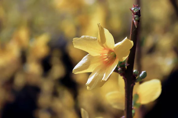 A golden flower on a forsythia in spring