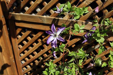 Güzel Clematis sarmaşıkları yazın kafese tırmanıyor.