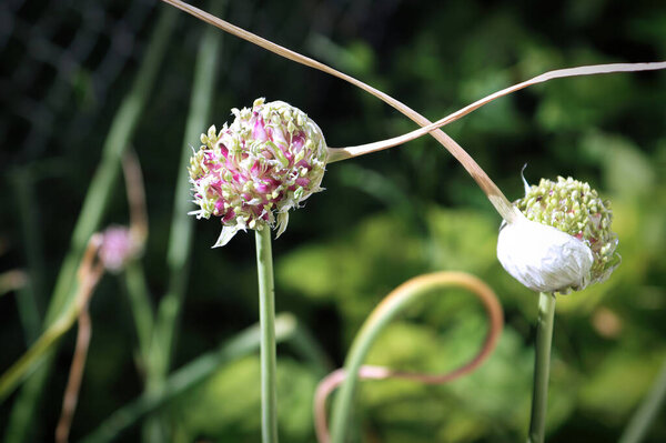 Papery covering split and reveal a cluster of buds on a garlic scape