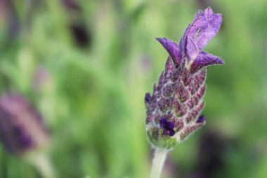 Bir lavanta tomurcuğunun makro arkaplanı