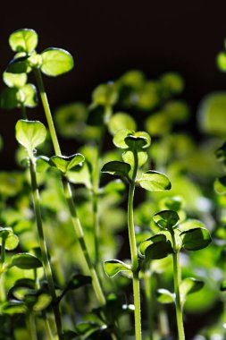 Kekikotunun makro yaprakları güneş ışığıyla renklendirilmiş