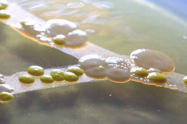 Bakteri ve hamur mayası kolonilerinin makro görüntüsü