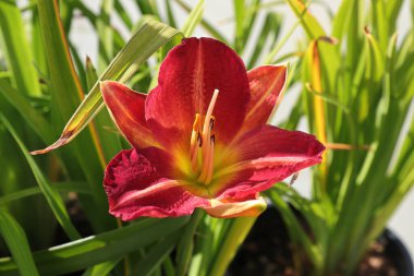 Bahçede büyüyen bir zambağın yakınına.