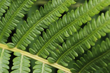 Bahçede yetişen eğreltiotu palmiyeleri.