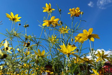 # Mavi gökyüzüne bakan sarı gıdıkçekirdekleri #