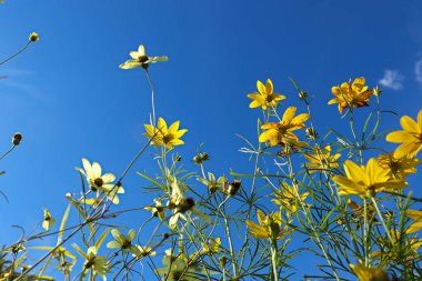 # Mavi gökyüzüne bakan sarı gıdıkçekirdekleri #