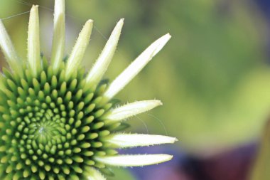 Yazın sonlarına doğru tam çiçeklenme halindeki ekinezi makrosu