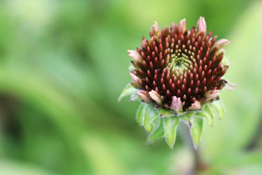 Yazın sonlarına doğru çiçek açan koni çiçekleri.