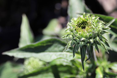 Bahçede büyüyen kapalı koni tomurcukları.