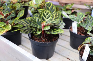 Saksı makoyana calathea bitkileri satılık..