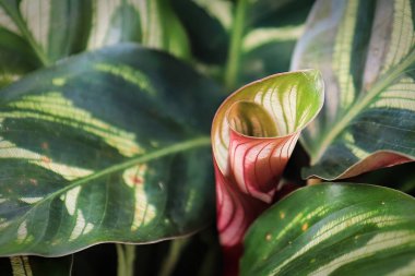 Calathea 'da filizlenen yeni bir kıvrımlı yaprağın makrosu..