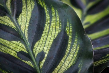 Bir makoyana yaprağındaki toplardamar deseni..