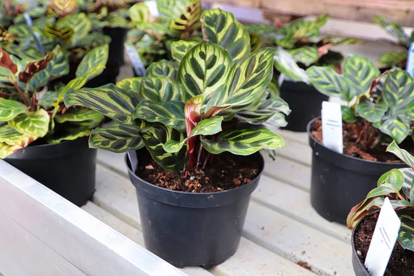 Potted Makoyana Calathea Plants Sit Sale — Stock Photo, Image