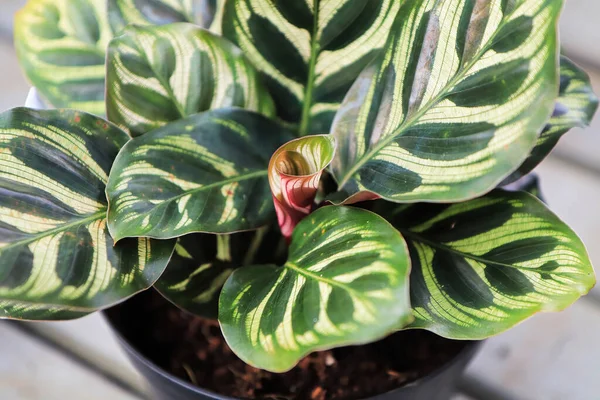 Calathea 'da filizlenen yeni kıvrımlı yaprağın yakın çekimi.
