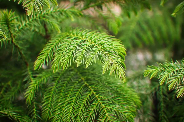 Macro View Delicate Branches Norfolk Pine — Stock Photo, Image