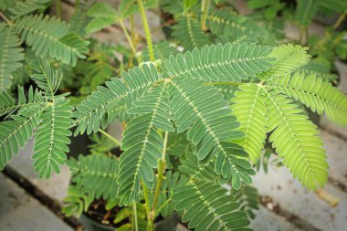 Hassas bir bitkinin yeşil yaprakları ve dalları.
