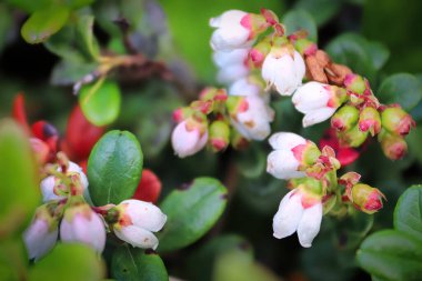 Yaban mersini bitkilerinin üzerindeki narin pembe ve kremalı çiçekler.