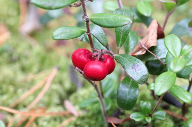 Yazın yetişen kızıl kızılcıklar..