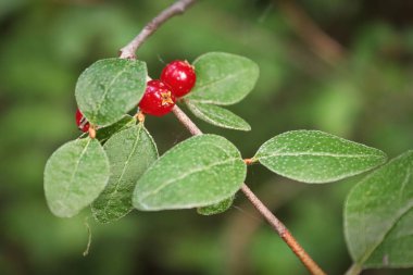 Çalı çırpı dalında olgun kırmızı bufalo üzümleri..
