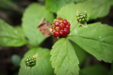 Küçük cüce yabani ahududular orman zemininde yetişir..