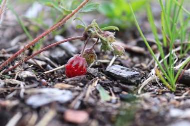Yazın küçük, vahşi, olgun çilekler..
