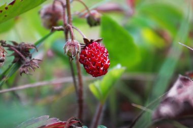 Yazın küçük, vahşi, olgun çilekler..