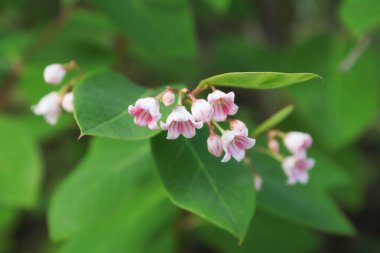 Macro of delicate pink flowers on Spreading Dogbane. clipart