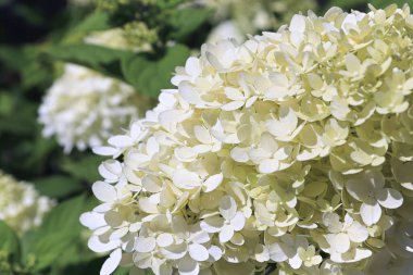 Çiçek açan beyaz ortanca çiçeklerinin arka planı