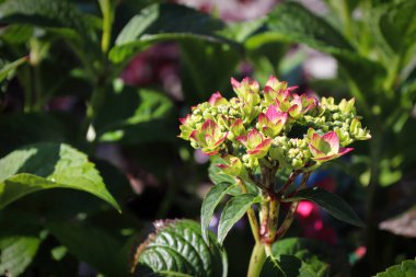 Pembe kenarlı yeşil ortanca tomurcuklarına yakın çekim