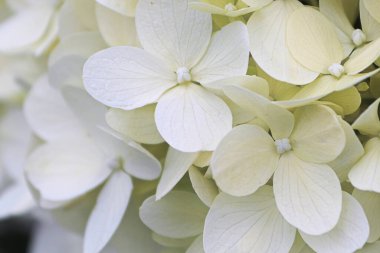 Beyaz ortanca çiçekleri tamamen çiçek açmış.