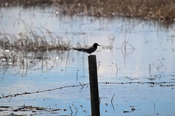 Sylwetka ptaka siedzącego na słupie ogrodzenia z wodą za nim — Zdjęcie stockowe