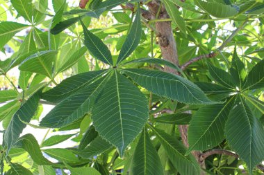 Ohio Buckeye ağacındaki yaprakların yakınına.
