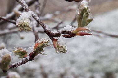 Karla kaplı dallar, bir çalılıkta tomurcukları kırıyor..
