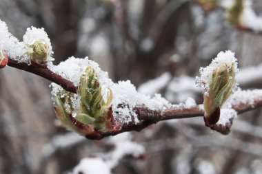 Karla kaplı dallar, bir çalılıkta tomurcukları kırıyor..