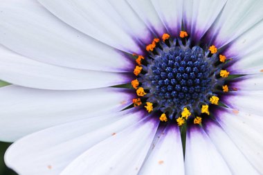 Mor papatya çalı merkezinin makro arka planı.