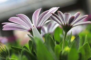 Pembe ve mor çizgili osteosperannelerin yakın çekimi..