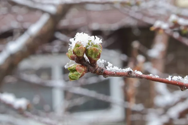 Wiosną Śnieg Pokrywa Młode Pąki Wiśni Drzewie — Zdjęcie stockowe