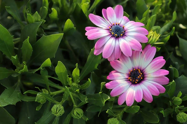 Hintergrund Zweier Rosa Und Weißer Afrikanischer Gänseblümchen — Stockfoto