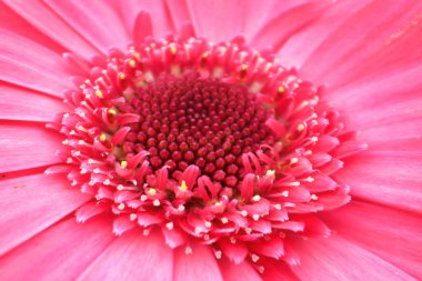 Fotoğrafın ortasında pembe bir gerbera var..