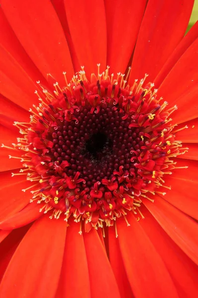 Egy Gerbera Virág Függőleges Optikai Illúziója — Stock Fotó