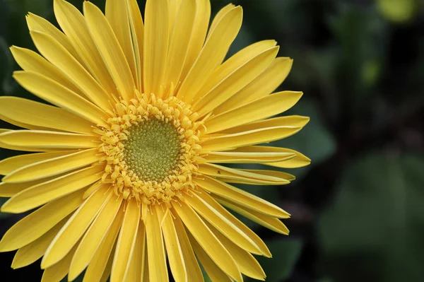Closeup Yellow Gerbera Daisy Bloom — Stock Photo, Image