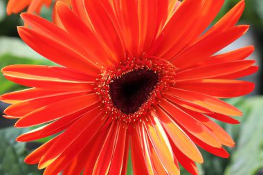 Kızıl Gerbera 'nın çiçek açmasının dengesiz merkezi..