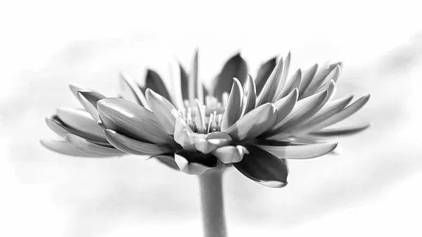 Vista Lateral Una Flor Gerbera Blanco Negro —  Fotos de Stock