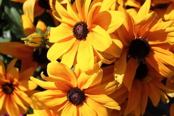 Nahaufnahme von Black Eyed Susan Blumen in voller Blüte — Stockfoto