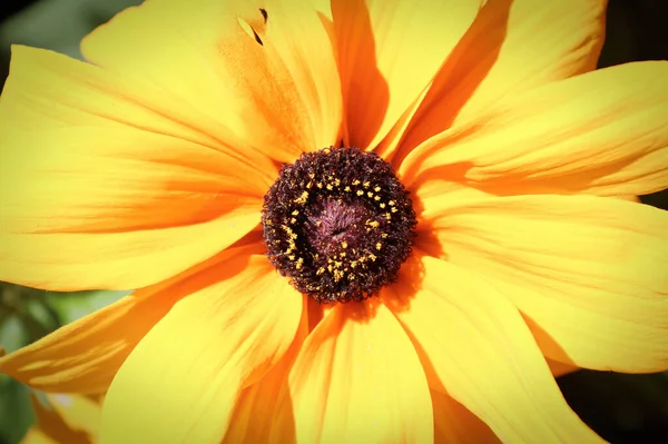 Gros plan de fleurs Susan aux yeux noirs en pleine floraison — Photo