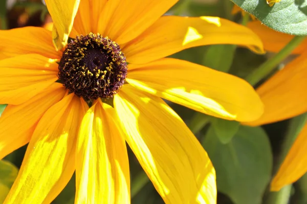 Closeup of Black Eyed Susan flowers in full bloom — Stock Photo, Image