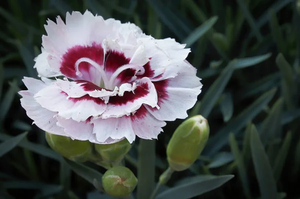 花に赤と白のディアンサスの花の閉鎖 — ストック写真