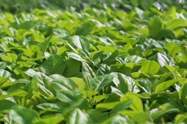 Çiçeksiz bir Limon bitkisinin yeşil yaprakları