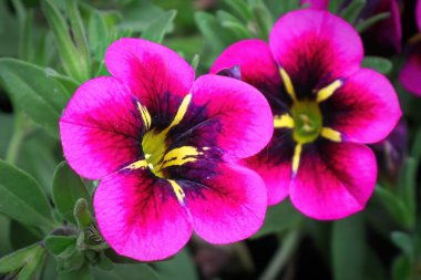 Pembe ve koyu merkezli Calibrachoa 'nın makro görüntüsü büyüyor